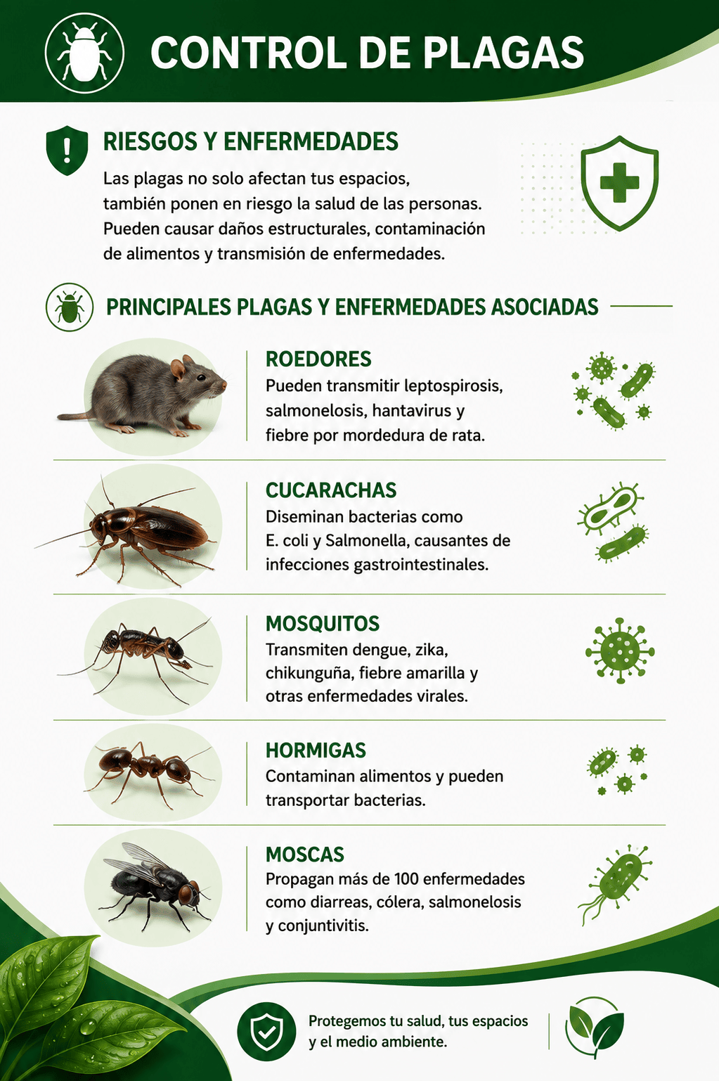 Control de plagas - Riesgos y Enfermedades. Principales plagas: Roedores (transmiten leptospirosis, salmonelosis), Cucarachas (diseminan bacterias como E. coli), Mosquitos (transmiten dengue, zika), Hormigas (contaminan alimentos), y Moscas (propagan enfermedades como diarreas).